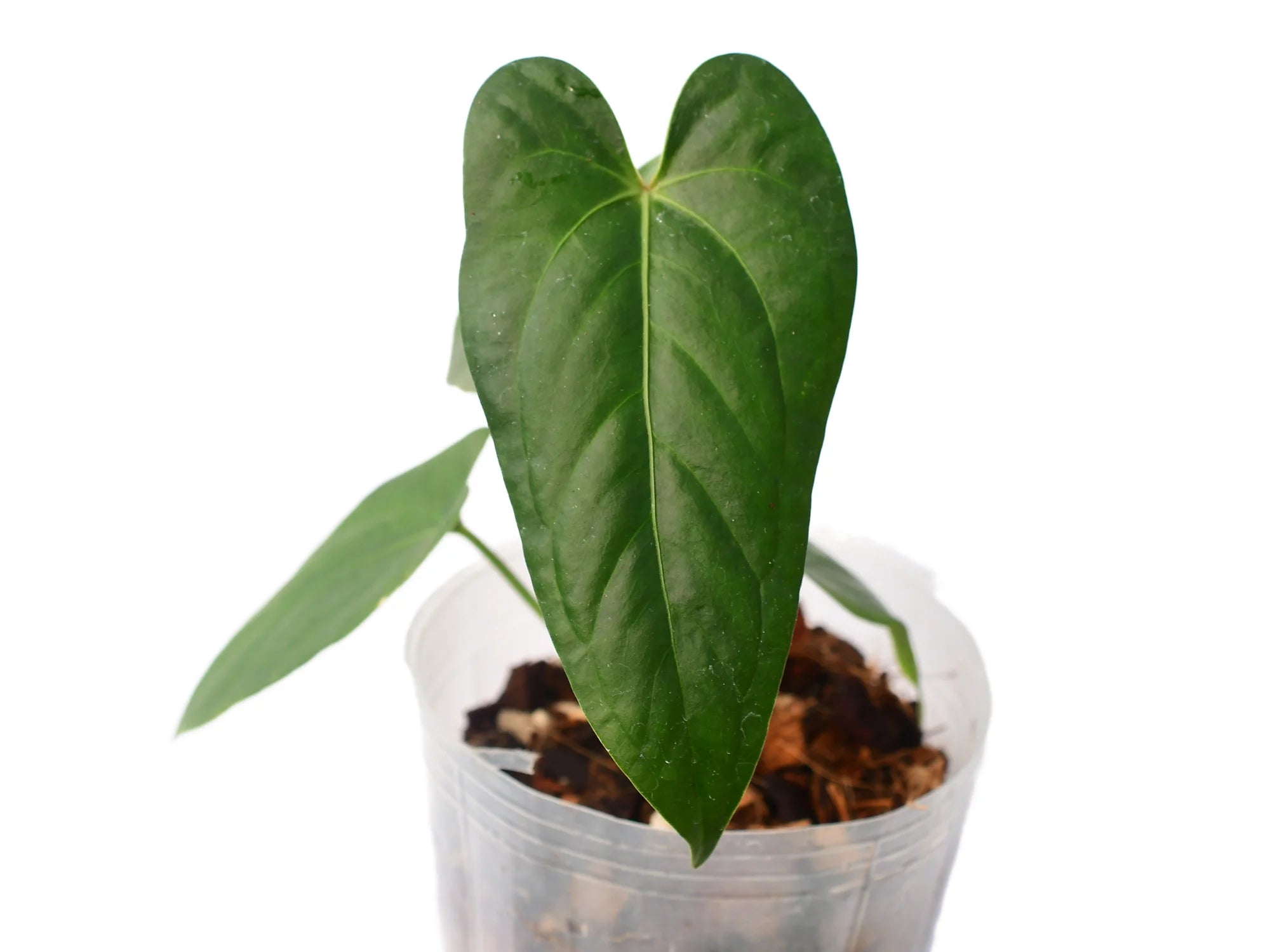 Anthurium Magic Galaxy de Portilla