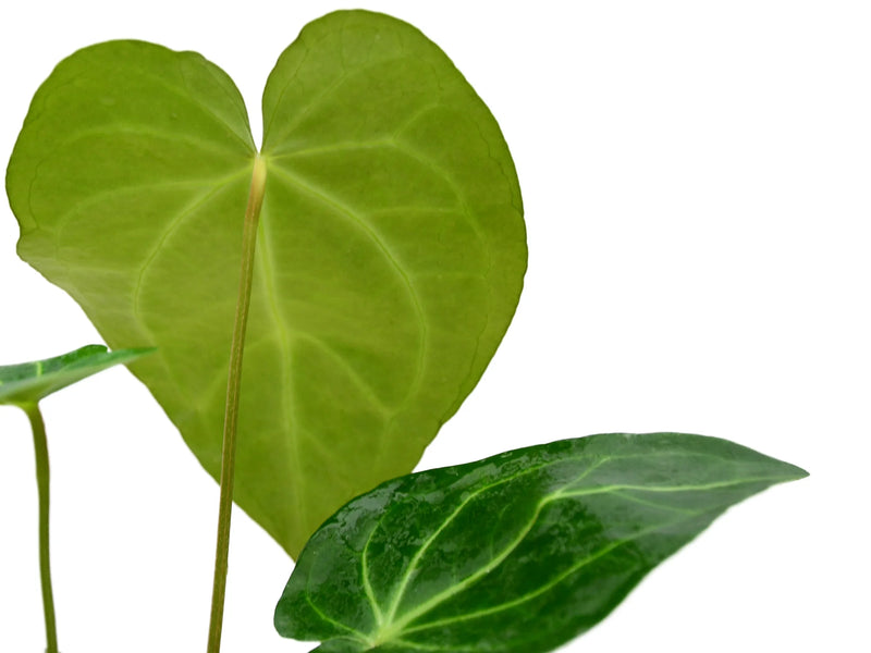 anthurium magnificum new leaf Anthurium magnificum (seedling) — Ecuagenera Orquídeas del Ecuador
