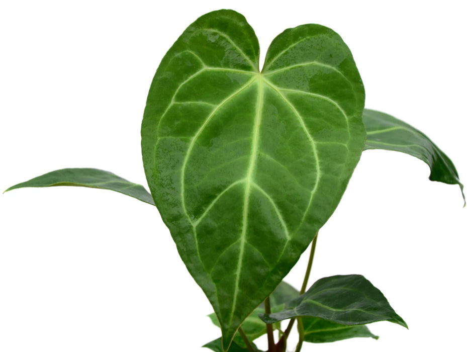 Anthurium magnificum (seedling)