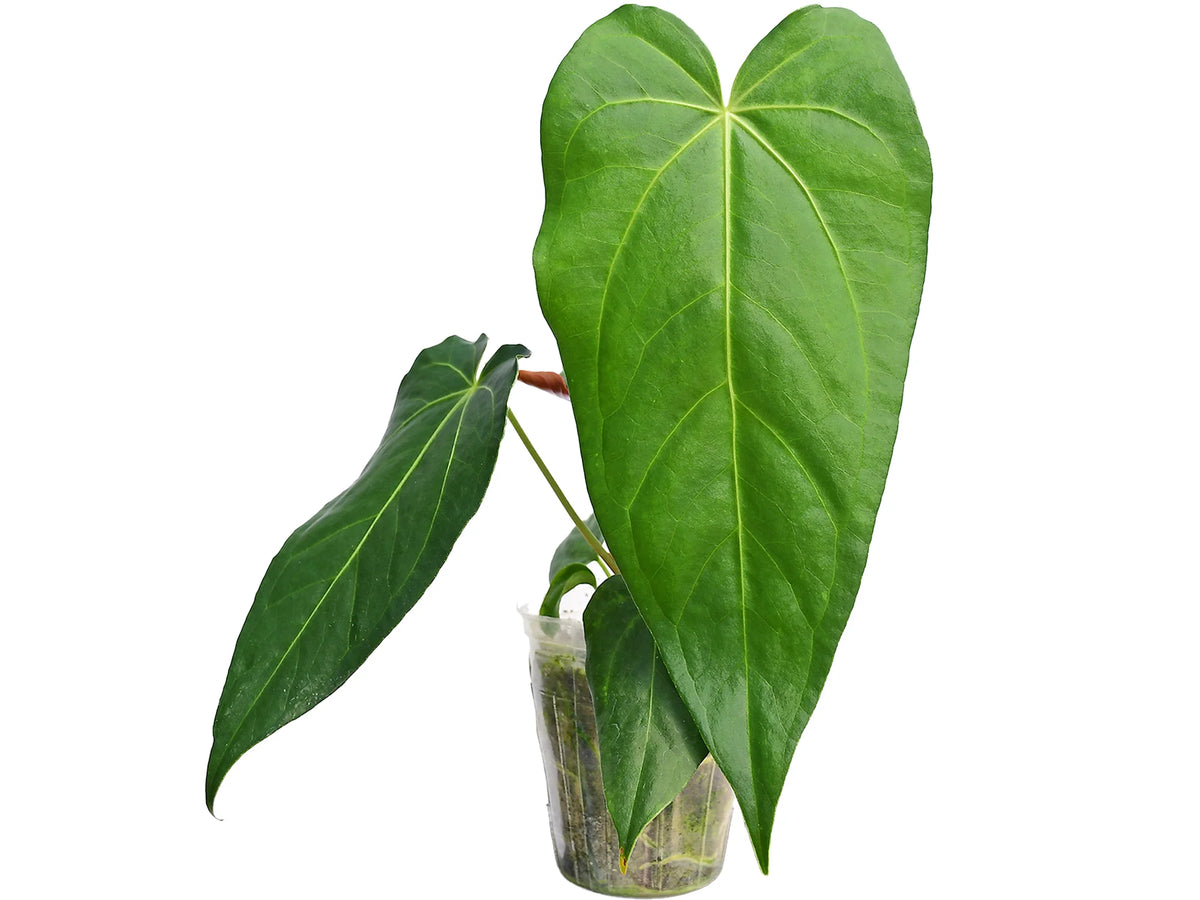 anthurium magnificum australia Anthurium magnificum verde