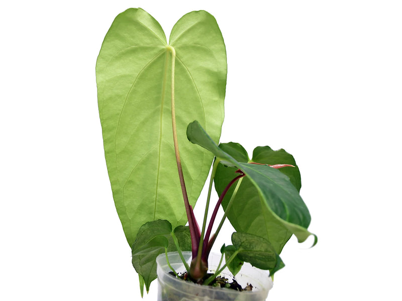 anthurium magnificum size Anthurium magnificum verde — Ecuagenera Orquídeas del Ecuador