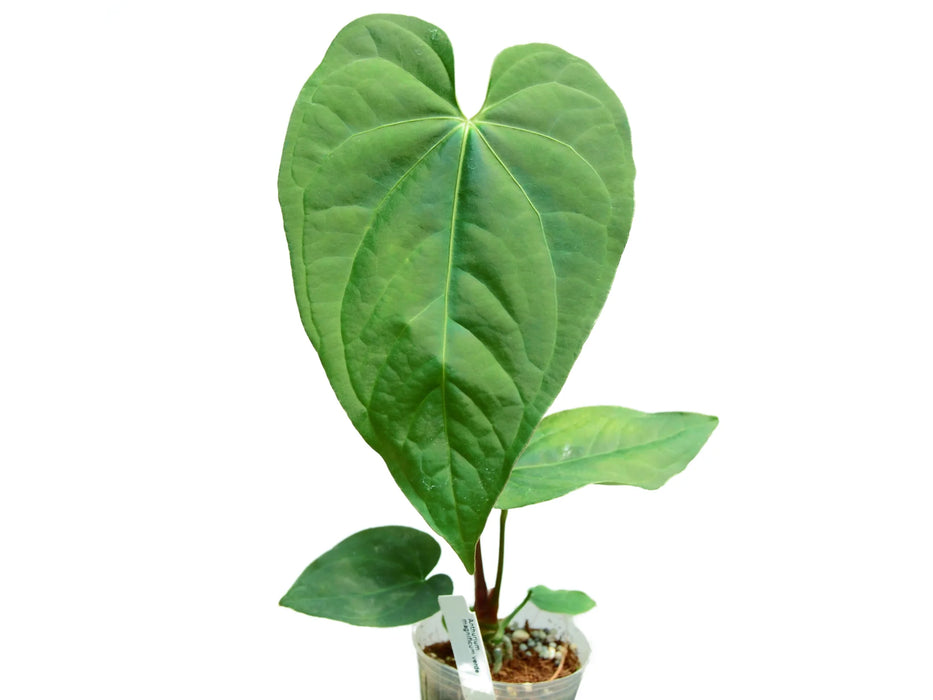 Anthurium magnificum verde (seedling)