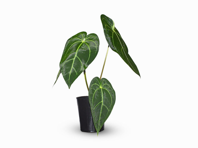 Anthurium magnificum x Anthurium regale