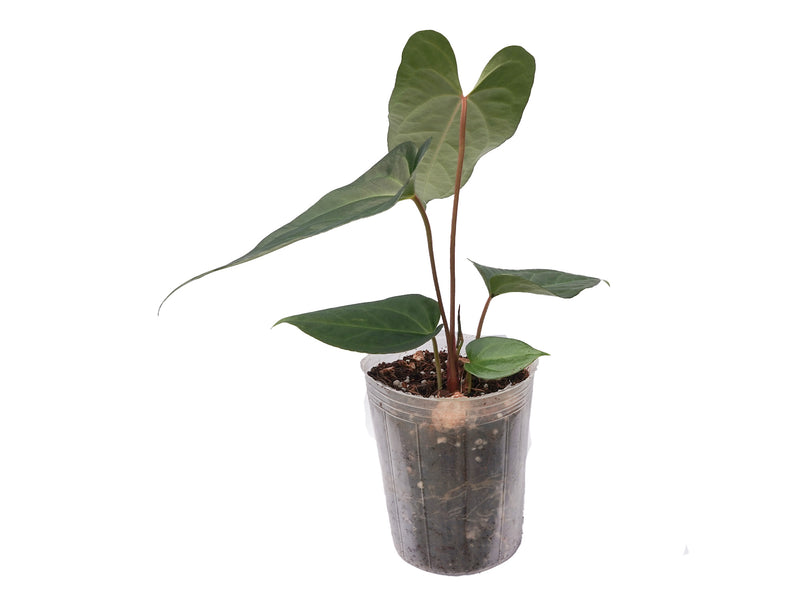 anthurium pinkleyi Anthurium magnificum x Anthurium pinkleyi