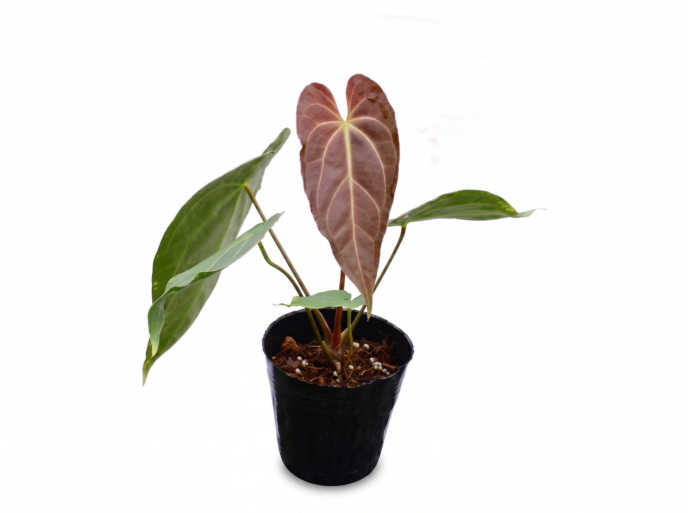 Anthurium magnificum x Anthurium Gold Rush