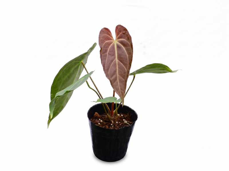 Anthurium magnificum x Anthurium Gold Rush