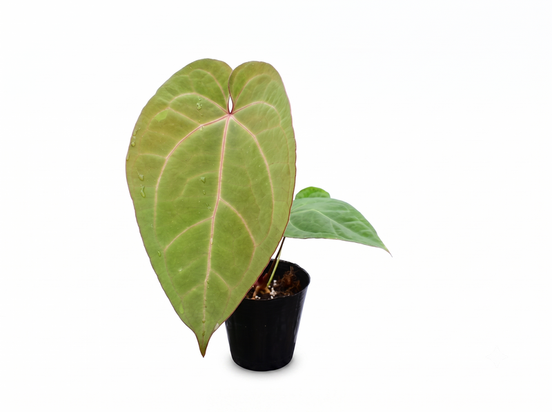 Anthurium magnificum x Anthurium Gold Rush
