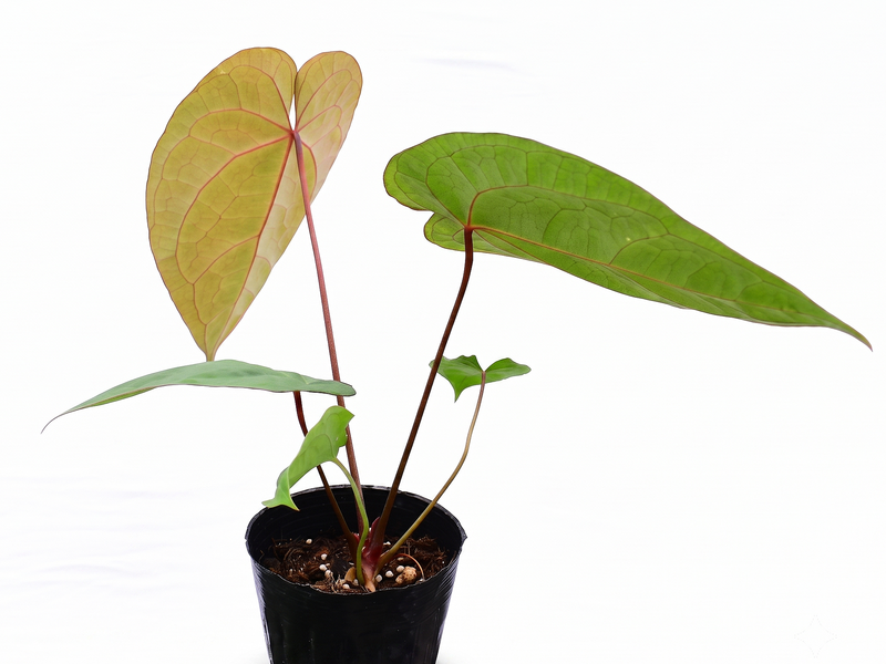 Anthurium magnificum x Anthurium Gold Rush