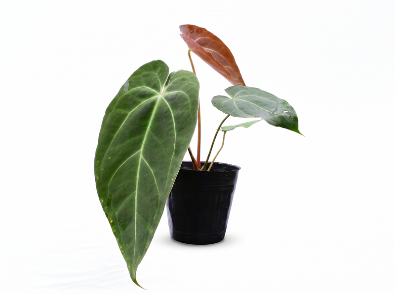 Anthurium magnificum x Anthurium Gold Rush