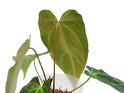 anthurium magnificent girl Anthurium magnificum x Anthurium Magnificent 'Girl'