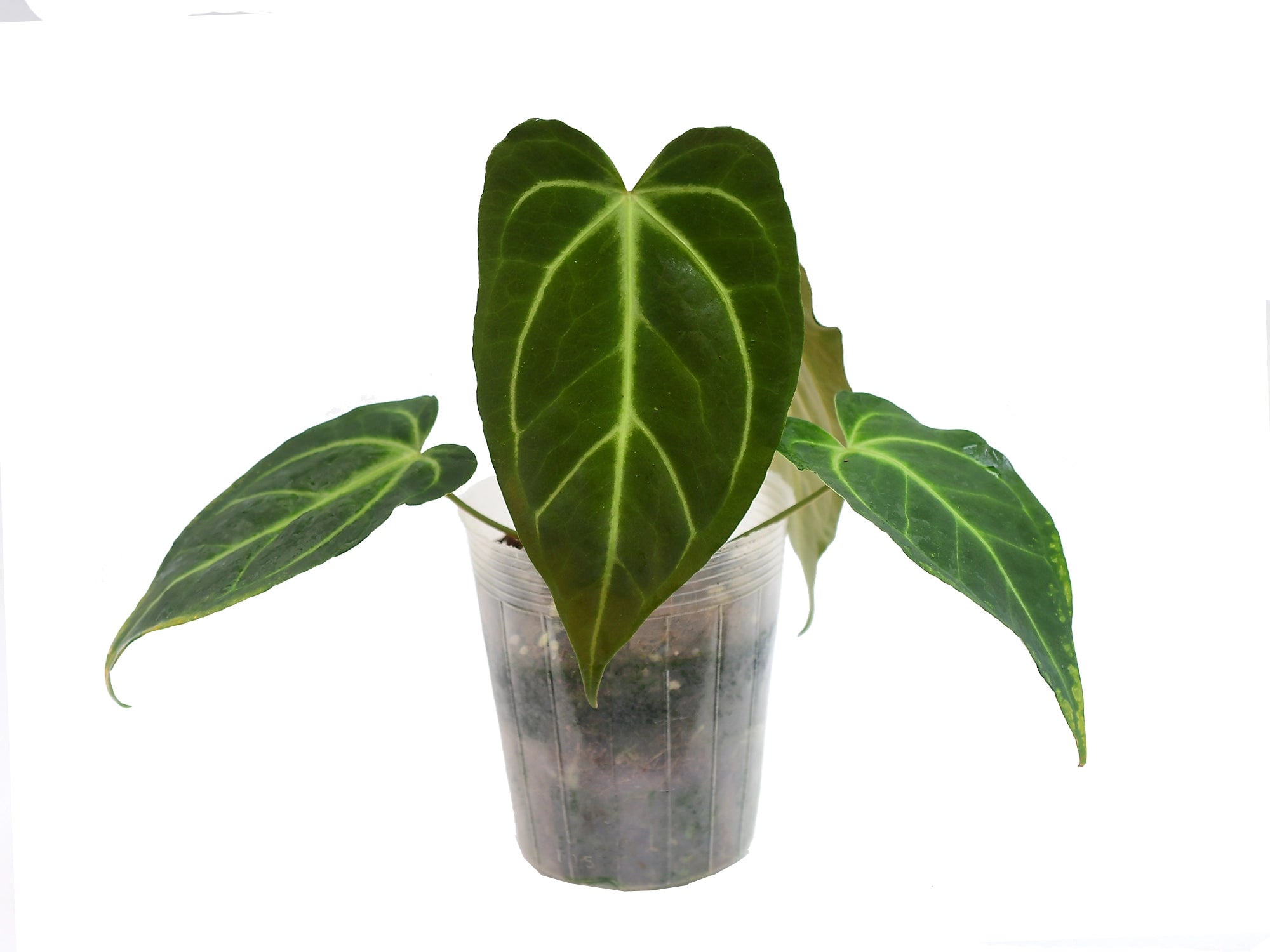 anthurium magnificum australia Anthurium magnificum x Anthurium Magnificent 'Girl'
