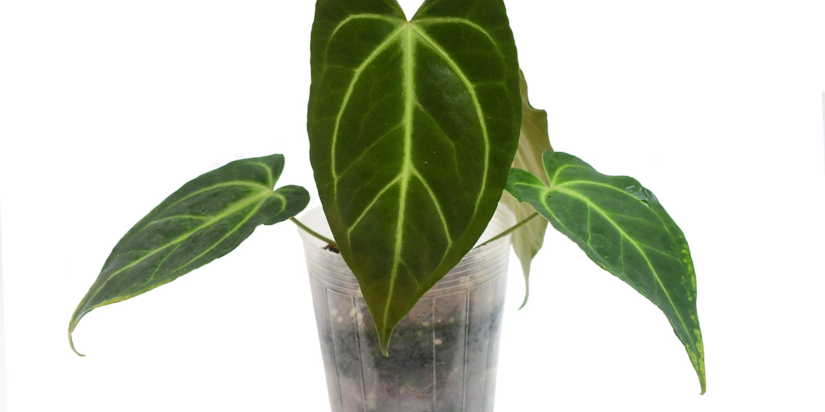 Anthurium magnificum x Anthurium Magnificent 'Girl' — Ecuagenera ...
