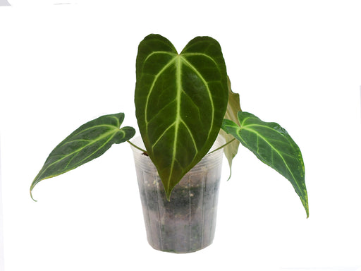 anthurium magnificent Anthurium magnificum x Anthurium Magnificent 'Girl'