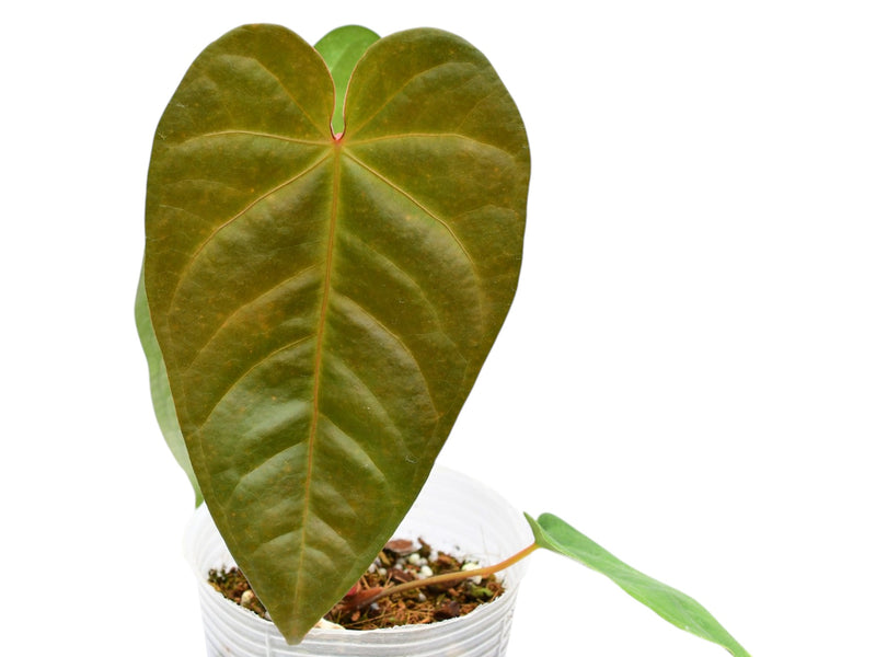 anthurium magnificum australia Anthurium magnificum x Anthurium delanayii — Ecuagenera Orquídeas del Ecuador