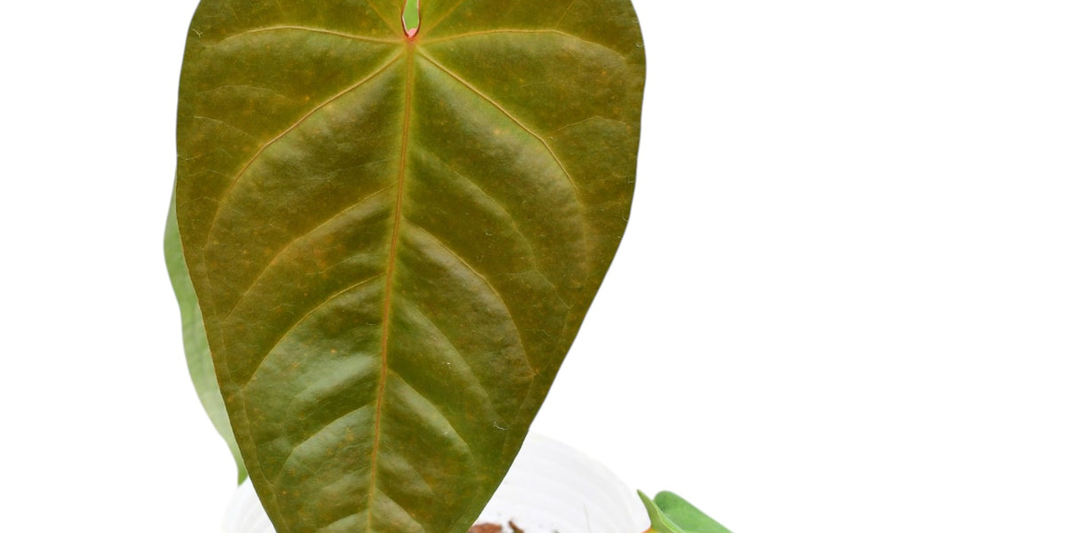 Anthurium magnificum x Anthurium delanayii — Ecuagenera Orquídeas del  Ecuador