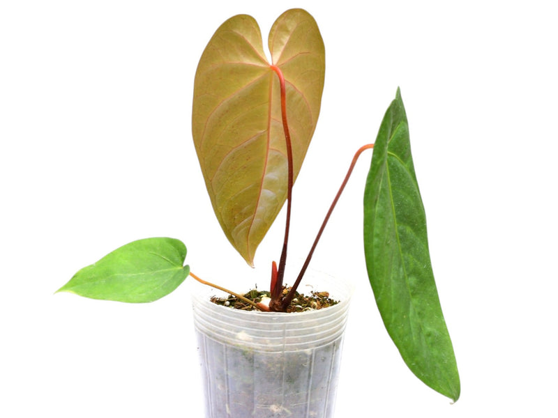 Anthurium magnificum x Anthurium delanayii