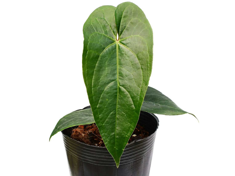 anthurium draconepterum Anthurium Magic Dragon