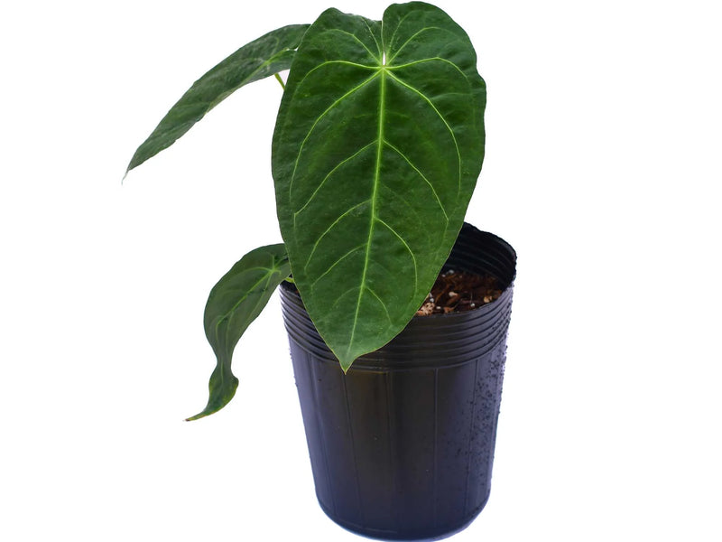 anthurium magnificum Anthurium magnificum x Anthurium metallicum