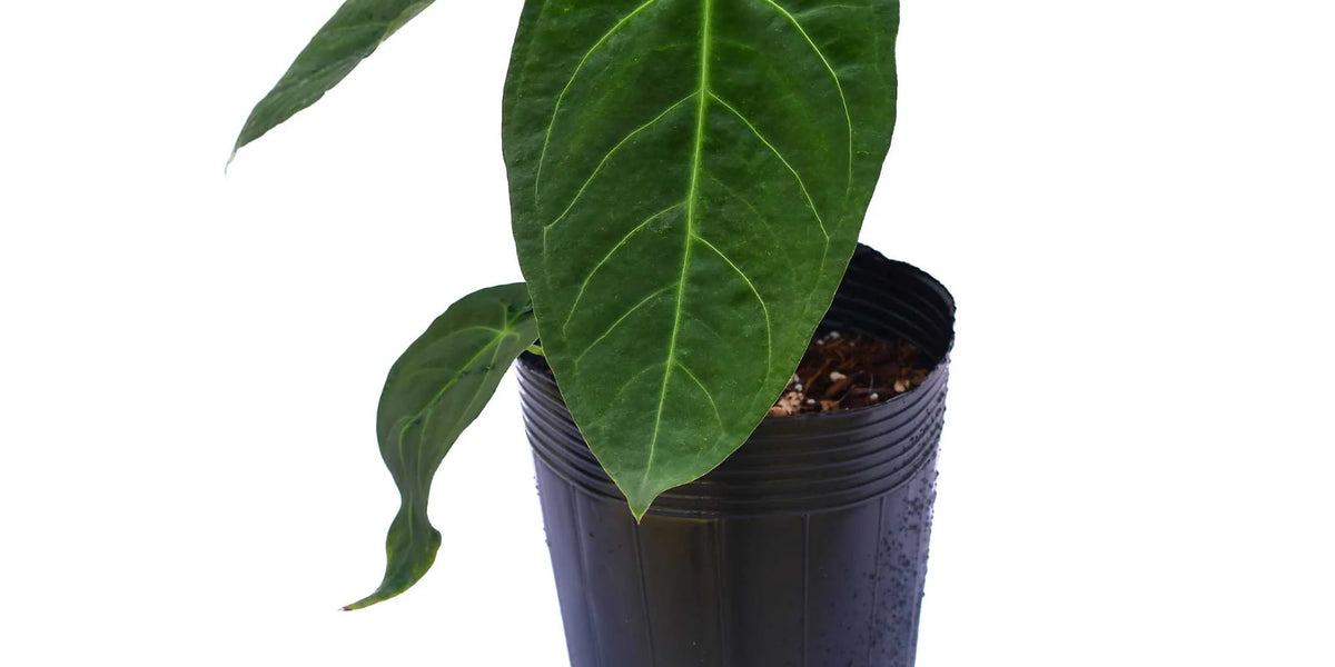 Anthurium magnificum x Anthurium metallicum — Ecuagenera Orquídeas del  Ecuador