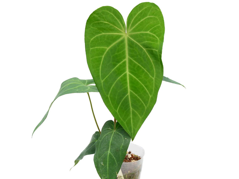 anthurium magnificum seedling Anthurium magnificum x Anthurium pandurilaminum — Ecuagenera Orquídeas del Ecuador