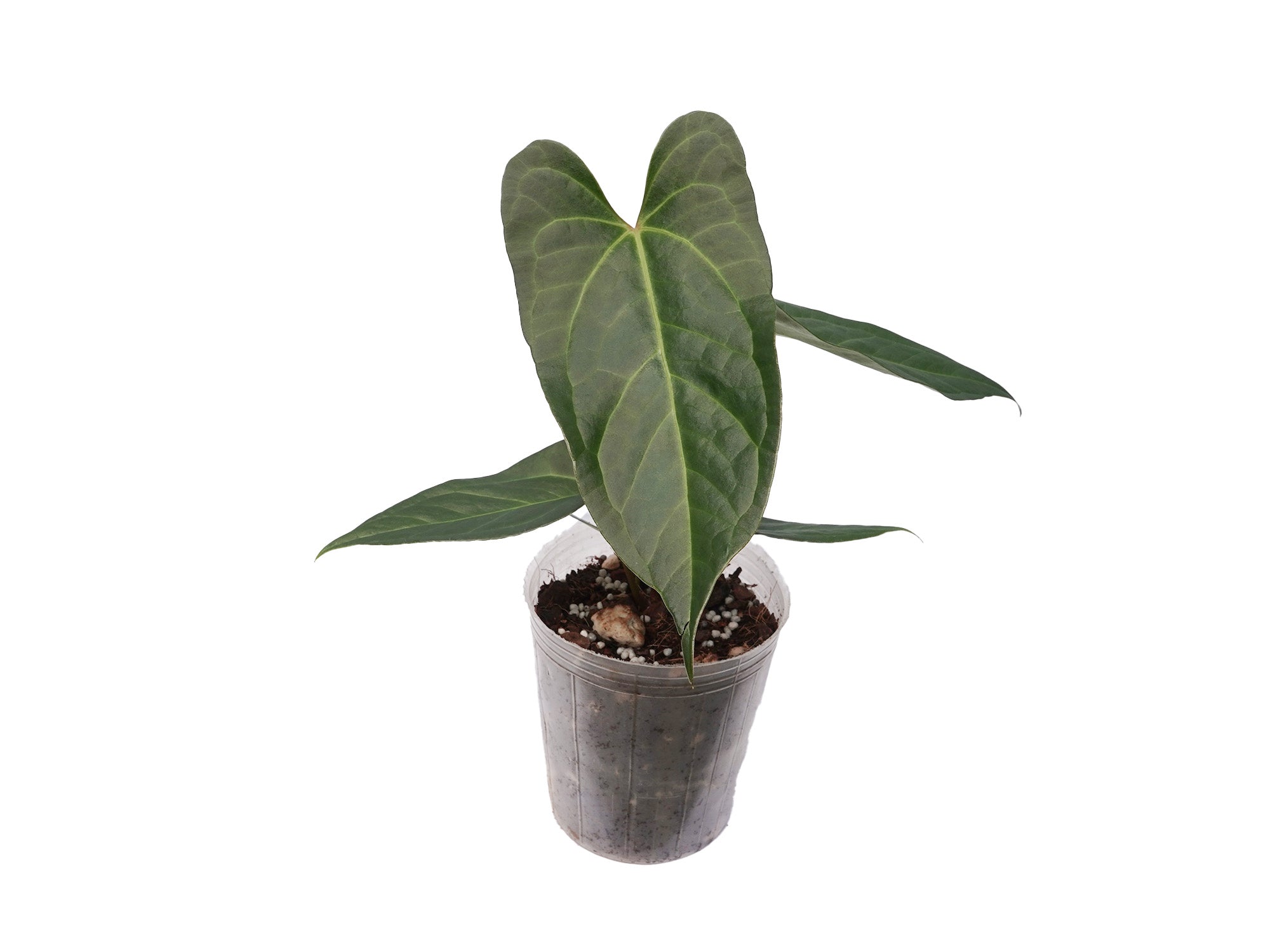 anthurium harleyi Anthurium magnificum x Anthurium pinkleyi