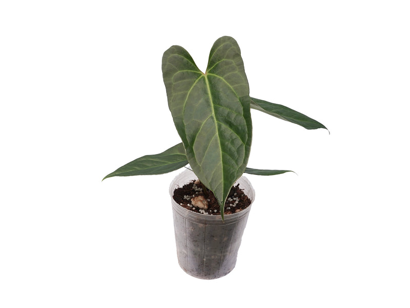 Anthurium magnificum x Anthurium pinkleyi