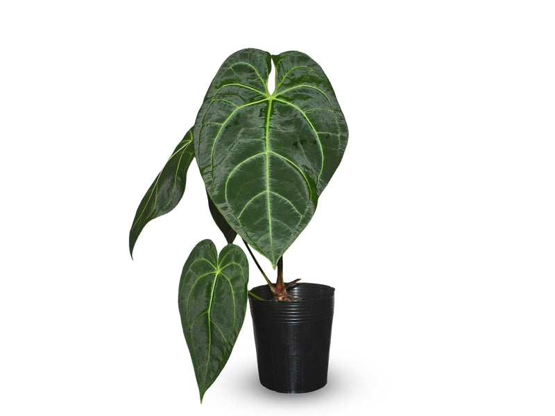 Anthurium magnificum x Anthurium regale
