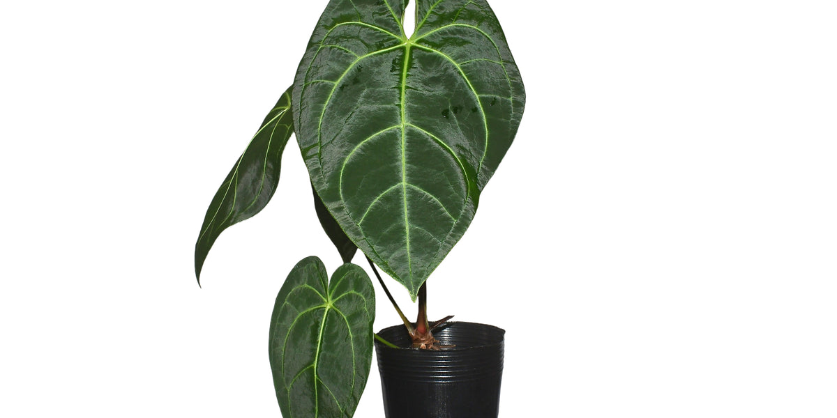 Anthurium_magnificum_x_Anthuri