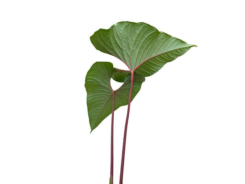 Anthurium marcocorreae