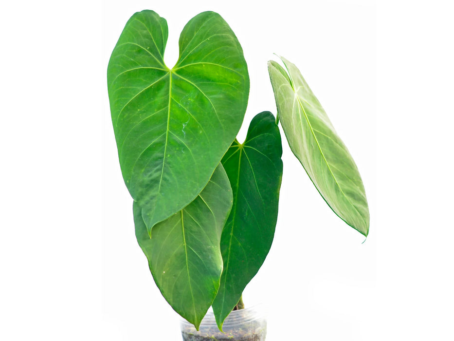 Anthurium marmoratum 2