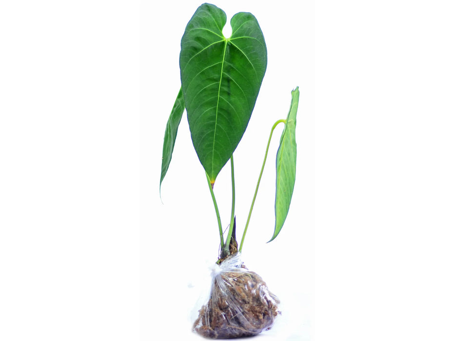 Anthurium marmoratum 2