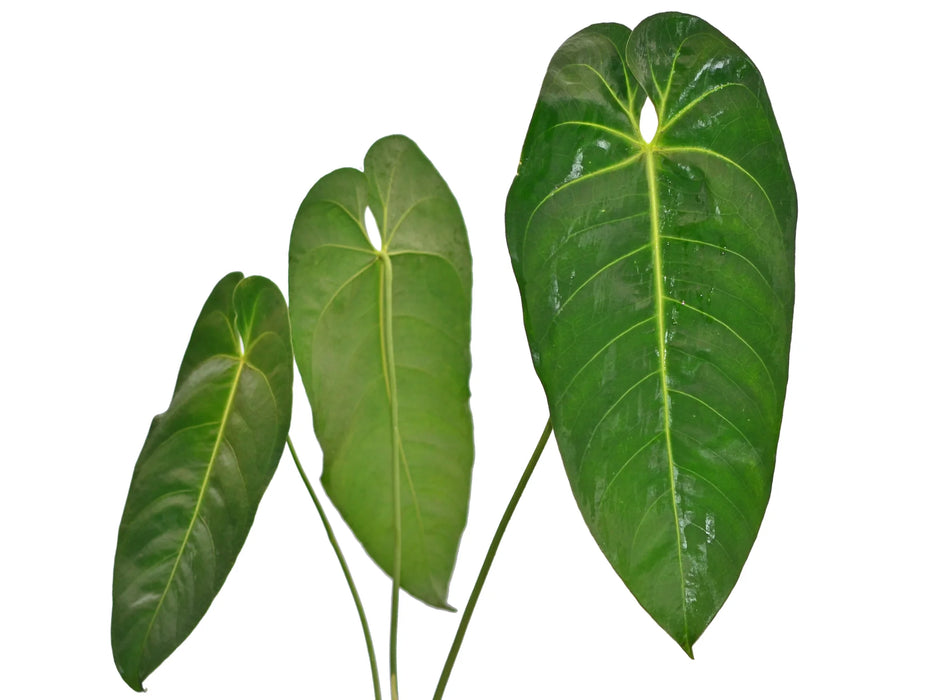 Anthurium marmoratum cf