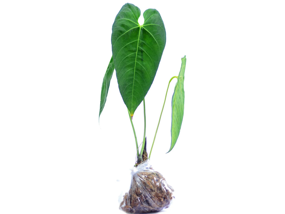 Anthurium marmoratum