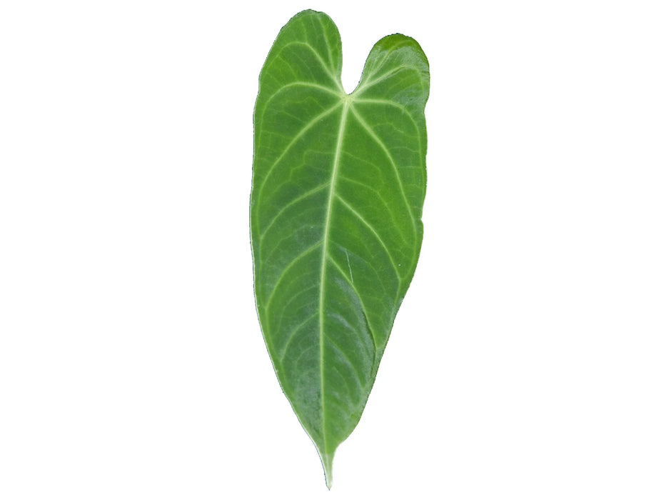 Anthurium marmoratum