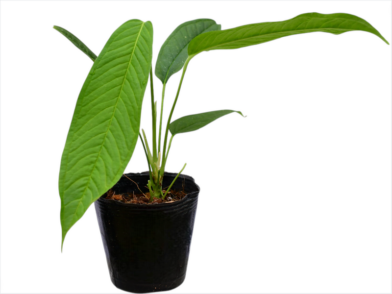 anthurium climbing Anthurium membranaceum (seedling)