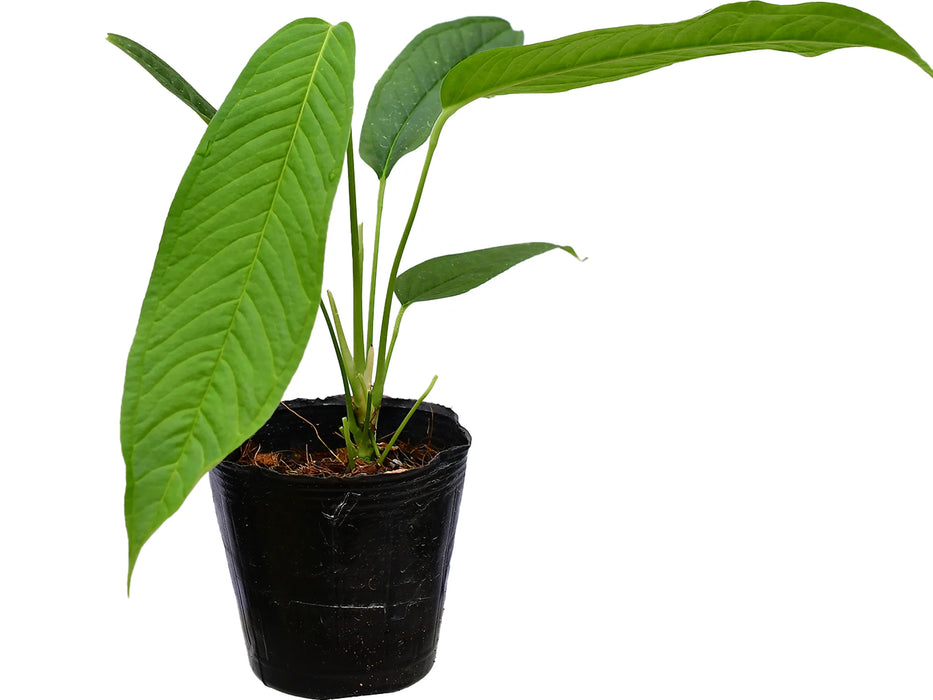 Anthurium membranaceum (seedling)