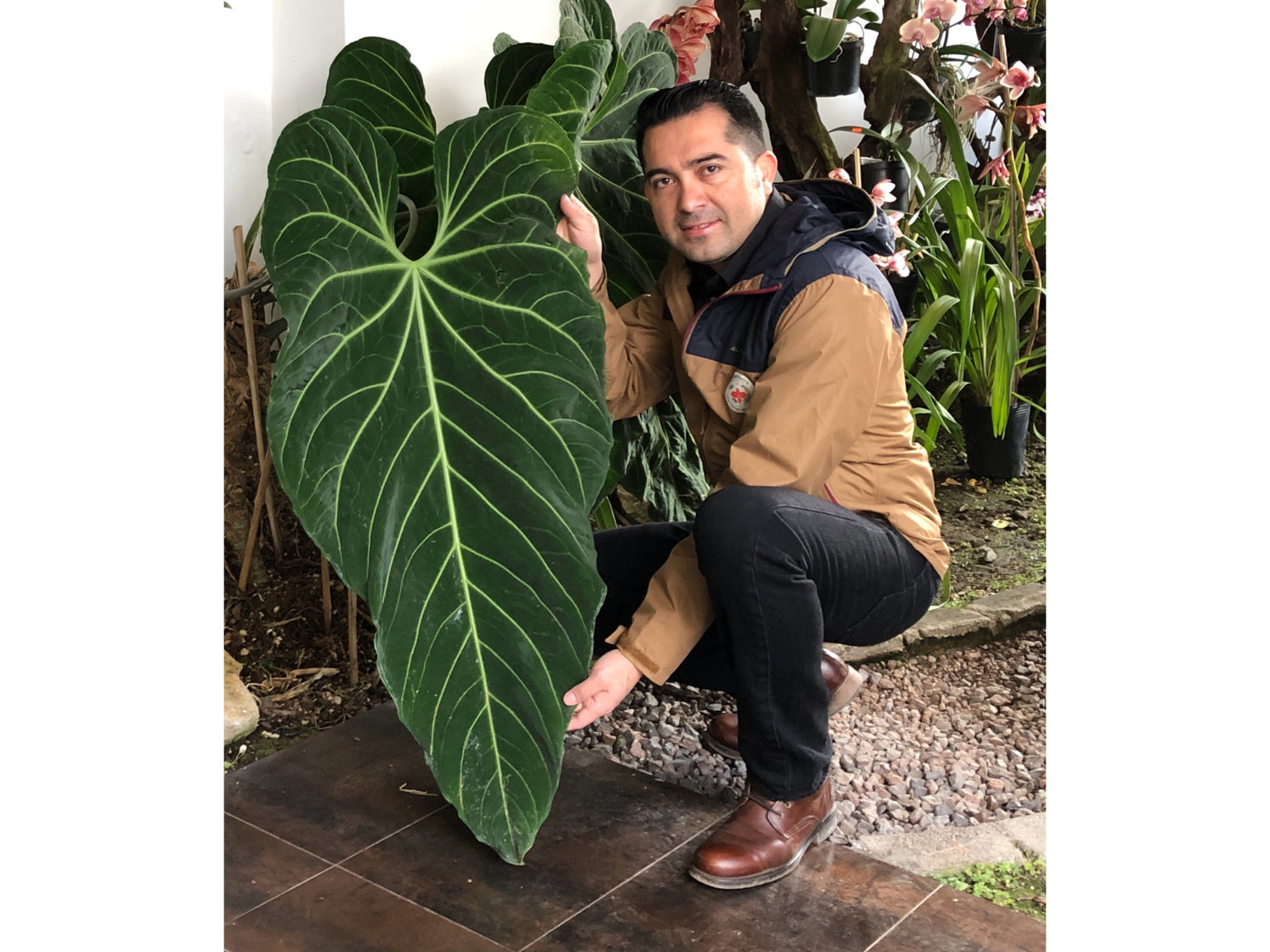 anthurium metallicum for sale Anthurium metallicum