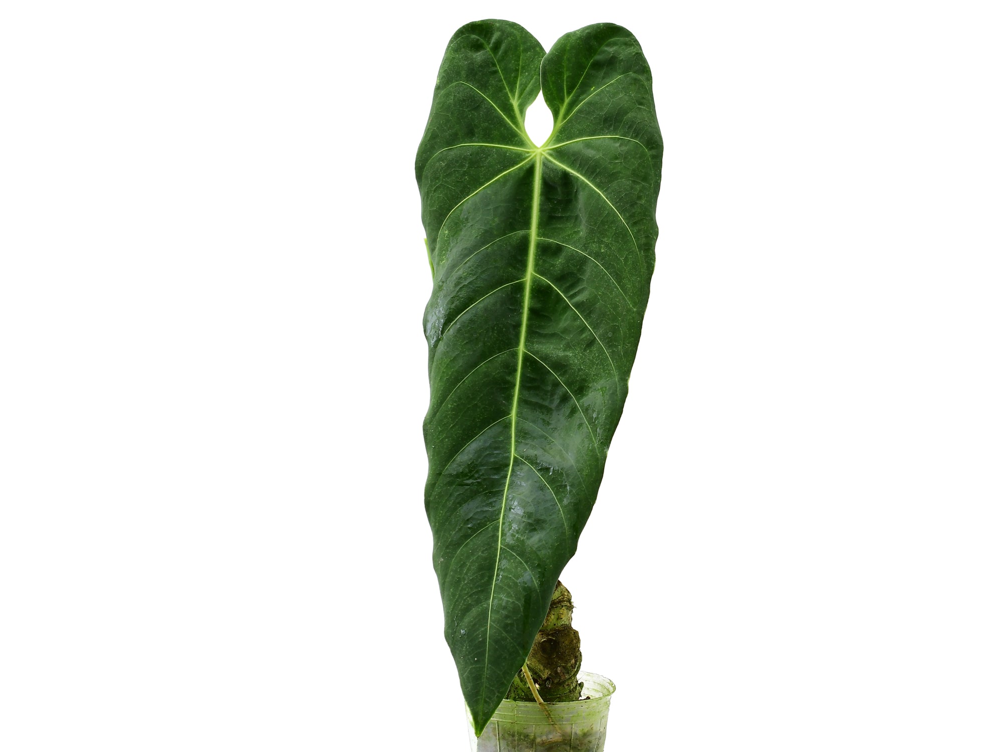 anthurium metallicum for sale Anthurium metallicum