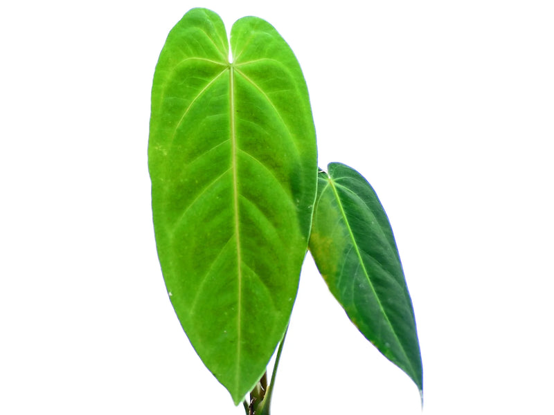 anthurium metallicum aff Anthurium metallicum (seedling)