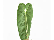 anthurium metallicum for sale Anthurium metallicum — Ecuagenera Orquídeas del Ecuador