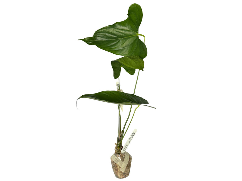 anthurium metallicum care Anthurium metallicum