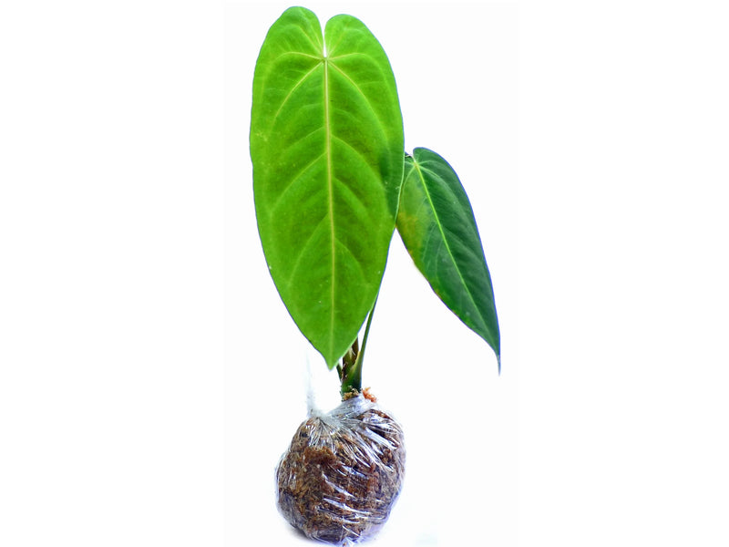 anthurium metallicum for sale Anthurium metallicum (seedling)