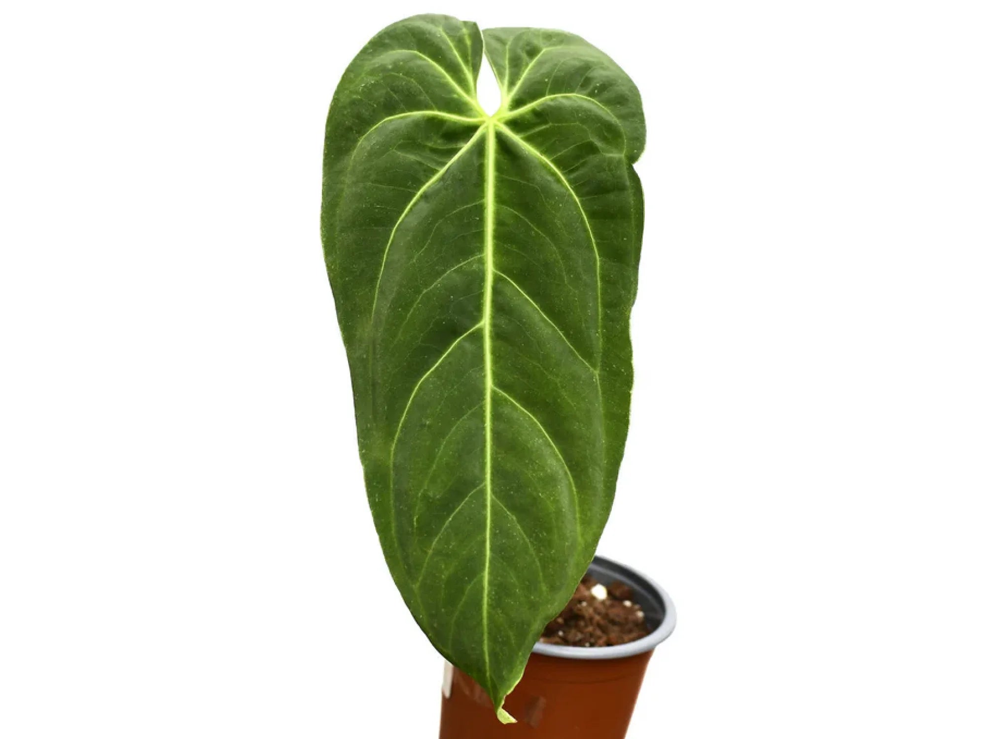 anthurium metallicum aff Anthurium metallicum (seedling)