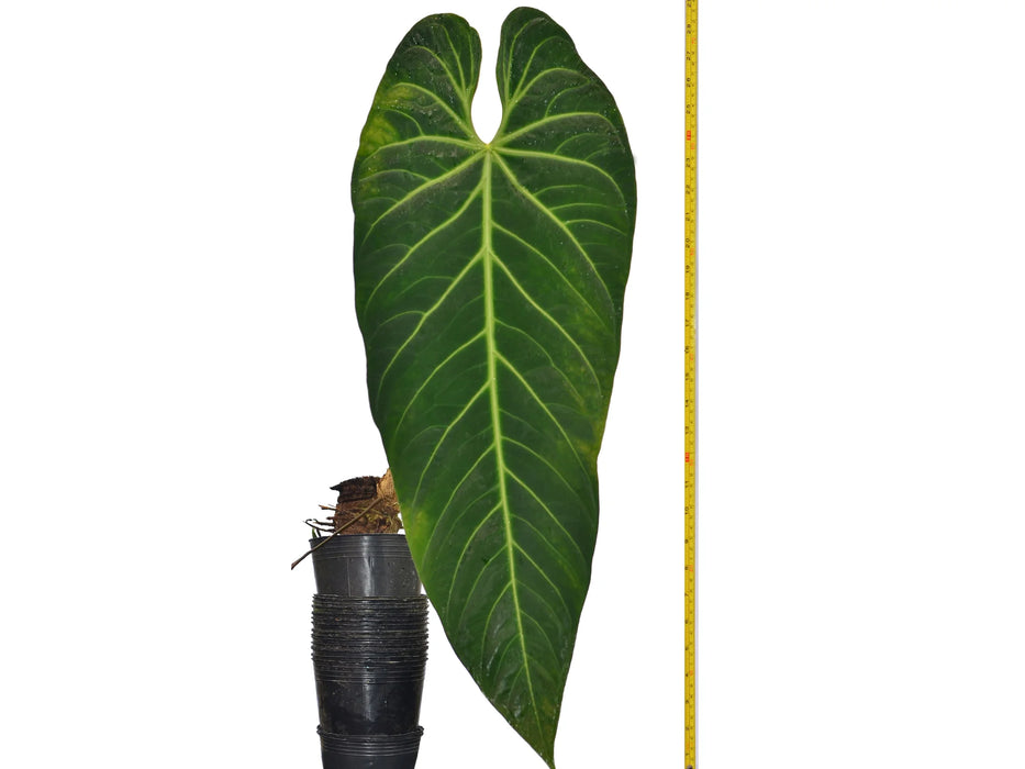 Anthurium metallicum