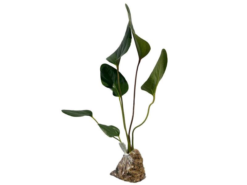 anthurium michelii Anthurium michelii