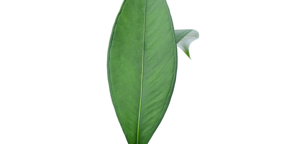 anthurium microphyllum Anthurium microphyllum — Ecuagenera Orquídeas del Ecuador