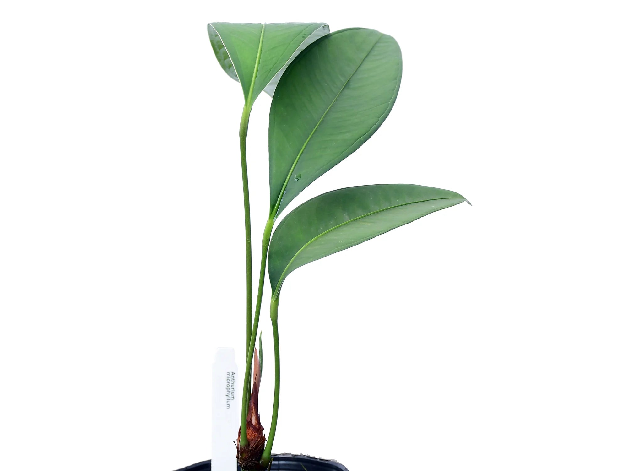Anthurium microphyllum (seedling)