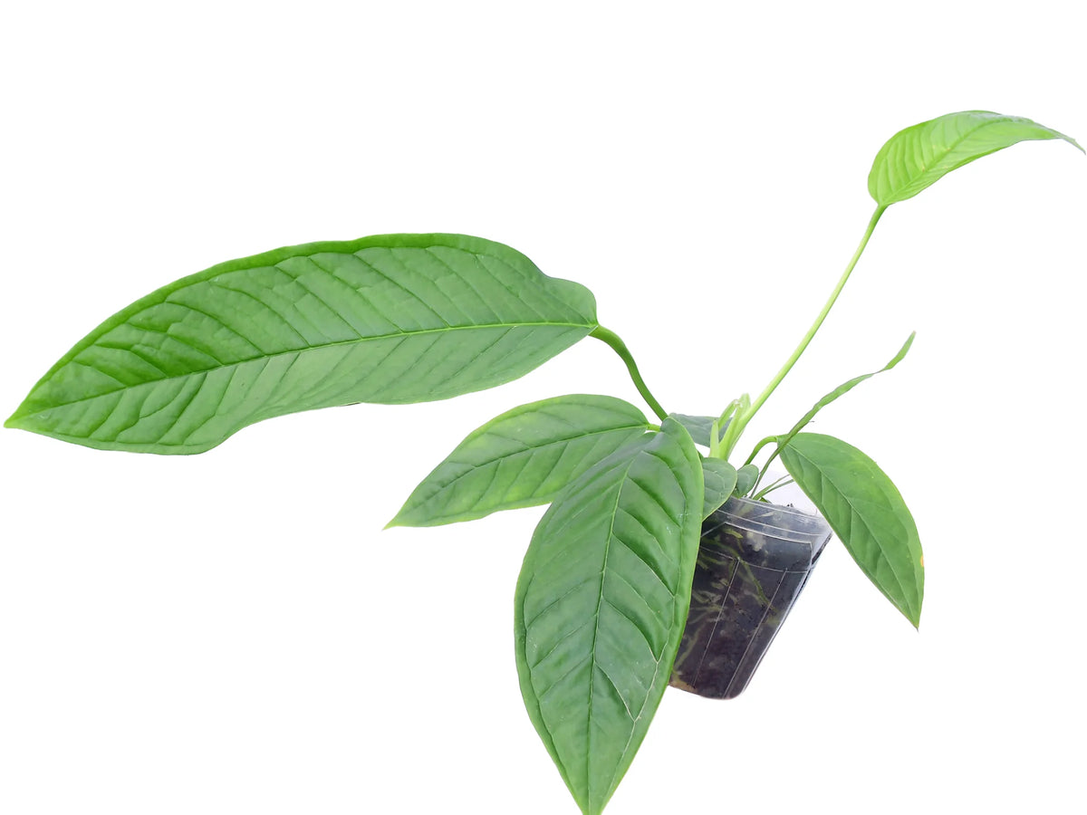 anthurium mixt Anthurium misturatum — Ecuagenera Orquídeas del Ecuador