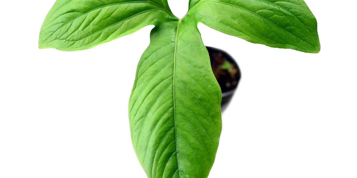 Anthurium moronense モロネンセ Anthurium moronense — Ecuagenera Orquídeas del Ecuador