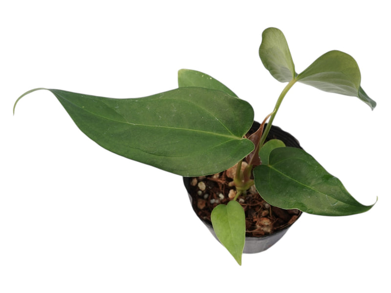 anthurium moronenses Anthurium moronense (medium)